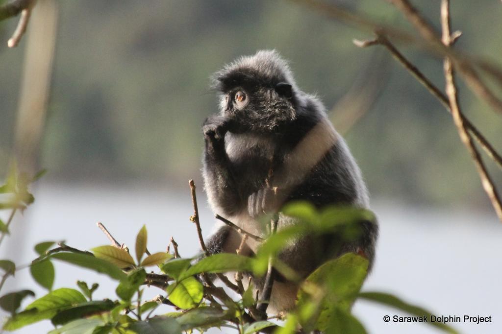 Permai Rainforest Resort Santubong Eksteriør billede